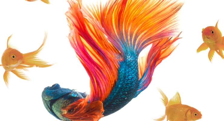 A Brighter Alternative